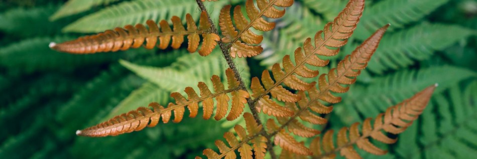 Nerecznica Wallicha (Dryopteris wallichiana)