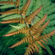 Nerecznica Wallicha (Dryopteris wallichiana)