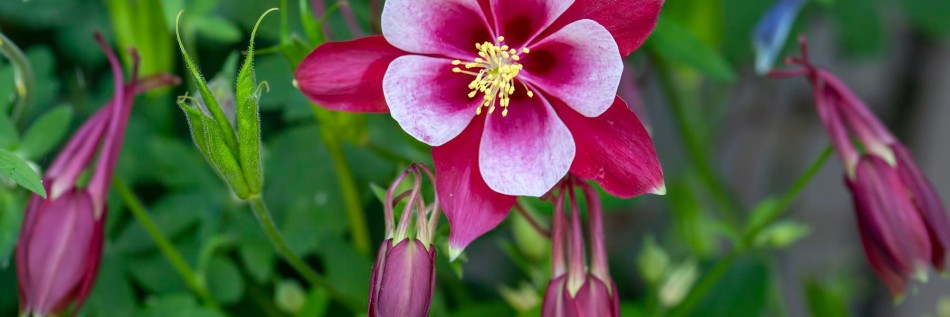 Orlik pospolity (Aquilegia vulgaris)