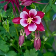 Orlik pospolity (Aquilegia vulgaris)