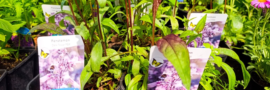 Penstemon (Penstemon × digitalis)