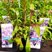 Penstemon (Penstemon × digitalis)