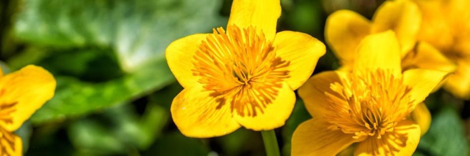 Pełnik chiński (Trollius chinensis)