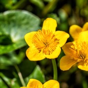 Pełnik chiński (Trollius chinensis)