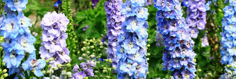Ostróżka ogrodowa (Delphinium)
