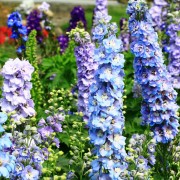 Ostróżka ogrodowa (Delphinium)