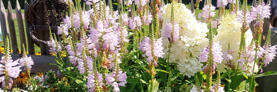 Odętka wirginijska (Physostegia virginiana)