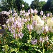 Odętka wirginijska (Physostegia virginiana)