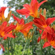 Liliowiec (Hemerocallis)
