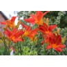 Liliowiec (Hemerocallis)