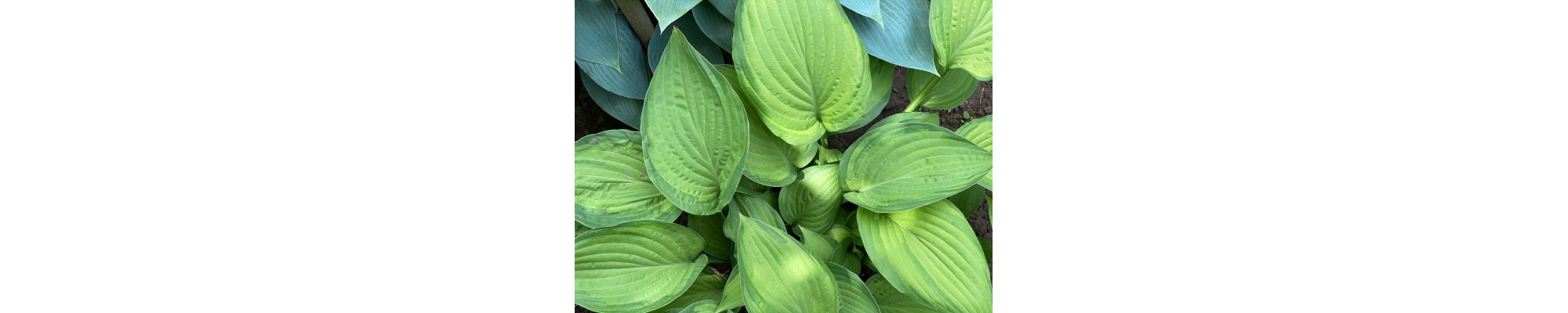 Funkia (Hosta)