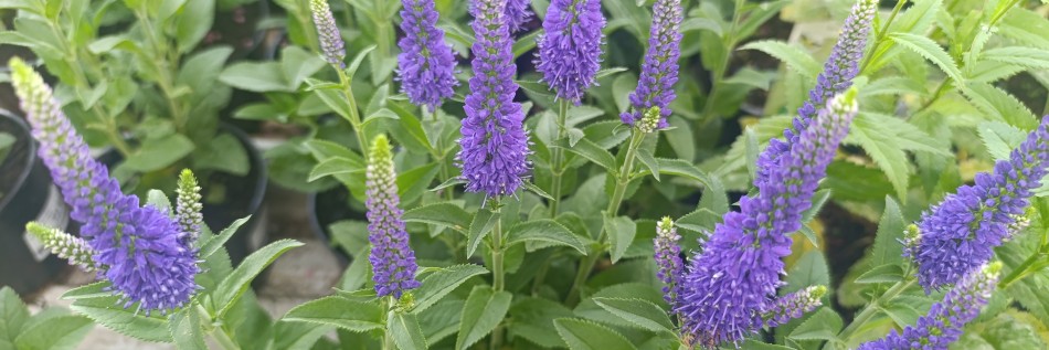 Przetacznik długolistny (Veronica longifolia)