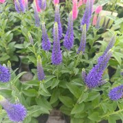 Przetacznik długolistny (Veronica longifolia)