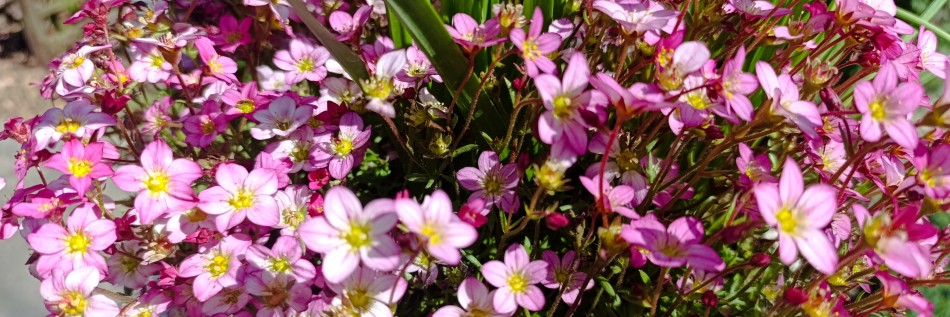 Skalnica Arendsa (Saxifraga arendsii)