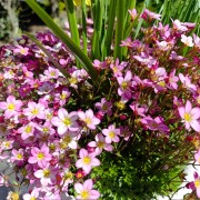 Skalnica Arendsa (Saxifraga arendsii)