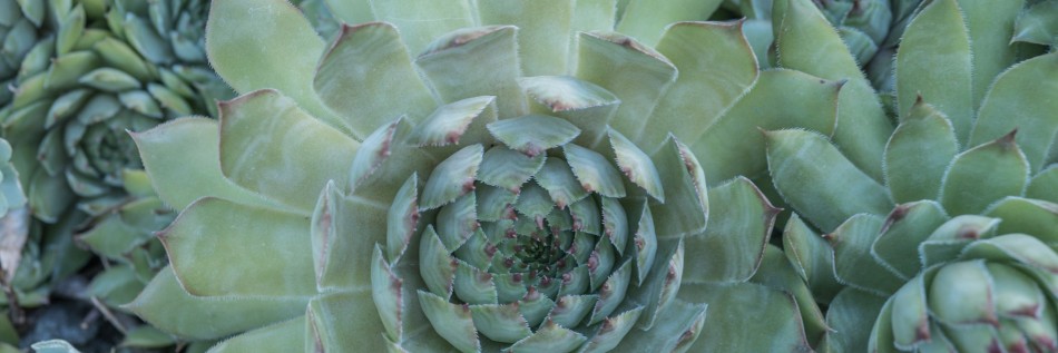 Rojnik (Sempervivum hybrida)