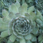 Rojnik (Sempervivum hybrida)