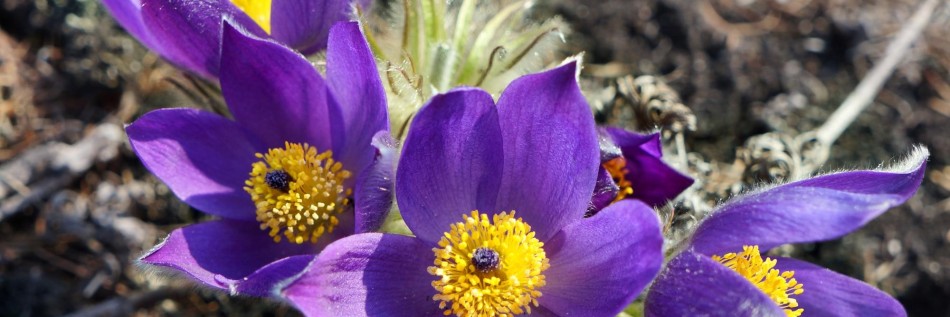 Sasanka zwyczajna (Pulsatilla vulgaris)