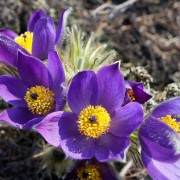 Sasanka zwyczajna (Pulsatilla vulgaris)
