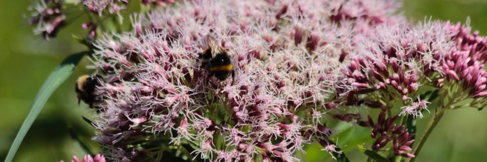 Sadziec plamisty (Eupatorium maculatum)