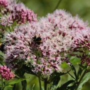 Sadziec plamisty (Eupatorium maculatum)
