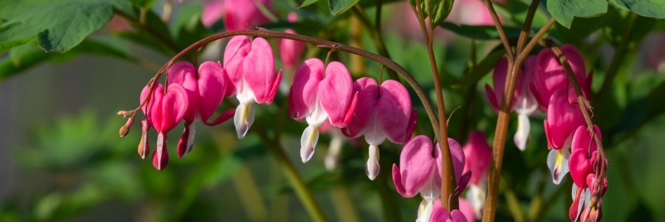 Serduszka okazała (Dicentra spectabilis)