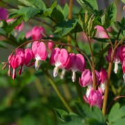 Serduszka okazała (Dicentra spectabilis)