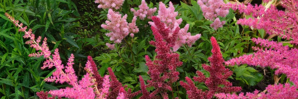 Tawułka (Astilbe)