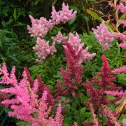 Tawułka (Astilbe)