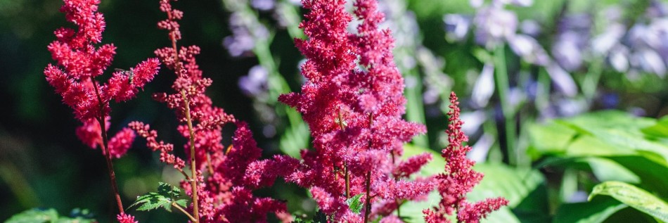 Tawułka Arendsa (Astilbe arendsii)