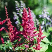 Tawułka Arendsa (Astilbe arendsii)