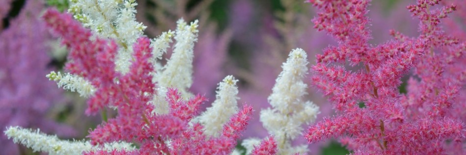 Tawułka japońska (Astilbe japonica)