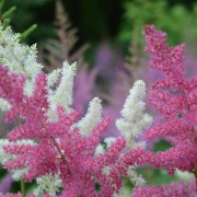 Tawułka japońska (Astilbe japonica)