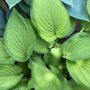 Funkia (Hosta)