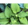 Funkia (Hosta)