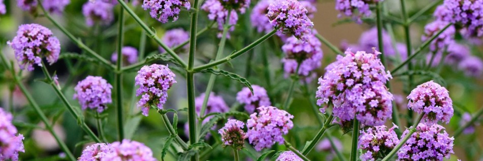 Werbena (Verbena)