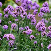 Werbena (Verbena)