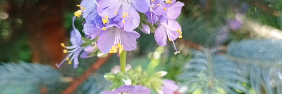 Wielosił północny (Polemonium boreale)