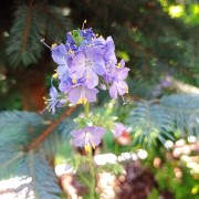 Wielosił północny (Polemonium boreale)