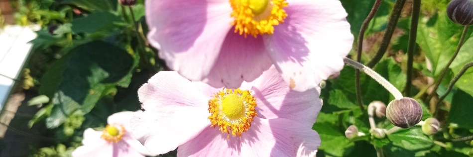 Zawilec (Anemone)