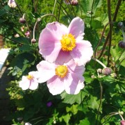 Zawilec (Anemone)