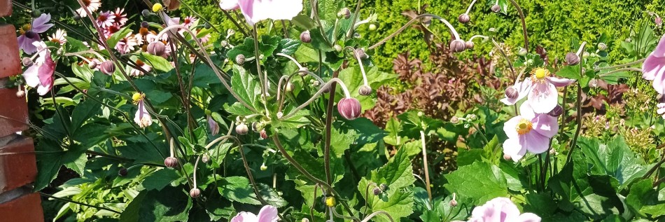 Zawilec mieszańcowy (Anemone × hybrida)