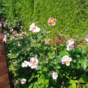 Zawilec mieszańcowy (Anemone × hybrida)