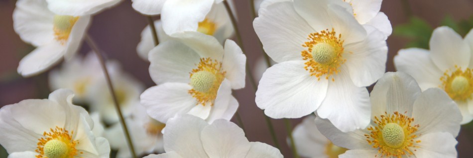 Zawilec wielosieczny (Anemone multifida)