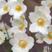 Zawilec wielosieczny (Anemone multifida)