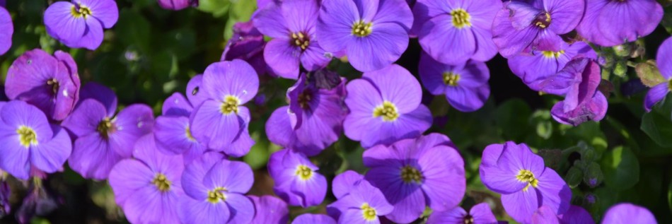 Żagwin (Aubrieta)