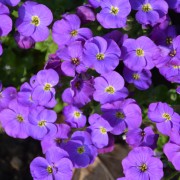Żagwin (Aubrieta)