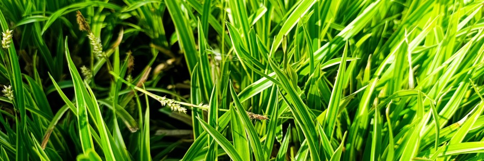 Turzyca (Carex)