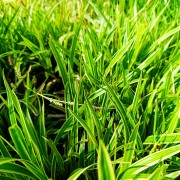Turzyca (Carex)