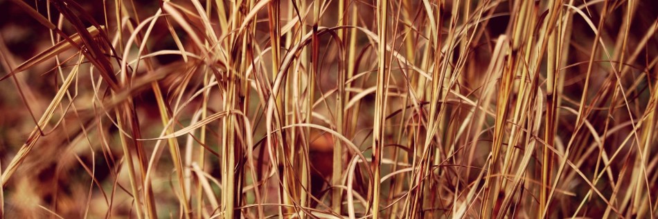 Turzyca zwarta (Carex buchananii)